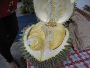 14-durian.jpg
