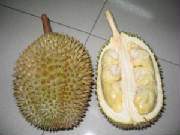 604-durian.jpg