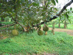 durian-treeb.jpg